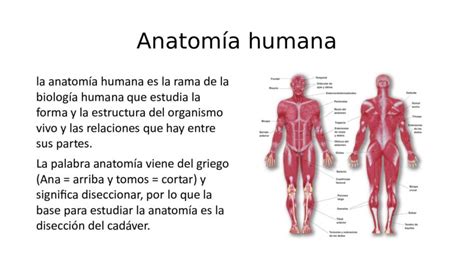 que es anatomia